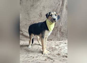 Szotyi - Treue Seele sucht Familienanschluss!