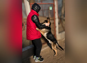 Roni - Treuer Senior mit großem Herzen wartet auf sein Happy End