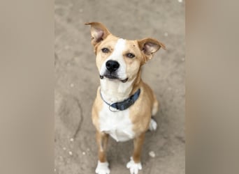 Baki - Freundlicher Hundejunge sucht aktive Menschen!