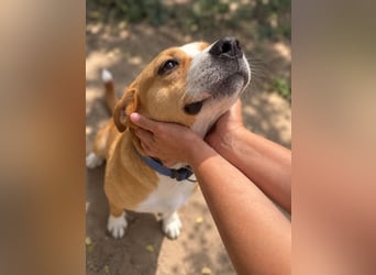 Baki - Freundlicher Hundejunge sucht aktive Menschen!
