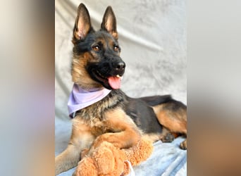 Fine - Hübsche Schäfer-Mix-Hündin sucht aktives Zuhause!