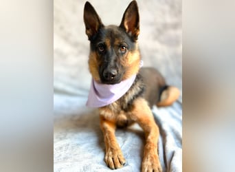 Fine - Hübsche Schäfer-Mix-Hündin sucht aktives Zuhause!