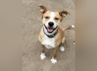 Baki - Freundlicher Hundejunge sucht aktive Menschen!