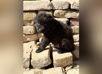 Fynn - Kleiner Wirbelwind sucht seine Für-immer-Familie