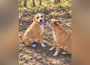 Baki - Freundlicher Hundejunge sucht aktive Menschen!