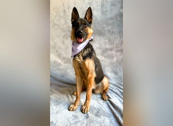 Fine - Hübsche Schäfer-Mix-Hündin sucht aktives Zuhause!