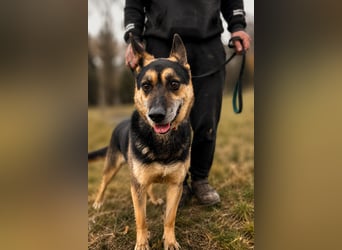 Roni - Treuer Senior mit großem Herzen wartet auf sein Happy End