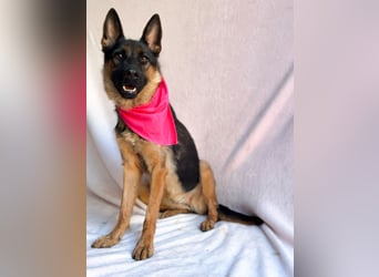 Fine - Hübsche Schäfer-Mix-Hündin sucht aktives Zuhause!