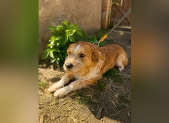Dodo -  Sanfte Seele sucht Menschen mit Herz und Geduld!