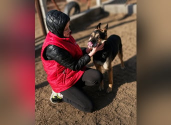 Roni - Treuer Senior mit großem Herzen wartet auf sein Happy End