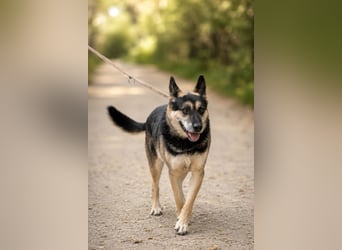 Roni - Treuer Senior mit großem Herzen wartet auf sein Happy End