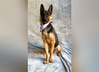 Fine - Hübsche Schäfer-Mix-Hündin sucht aktives Zuhause!