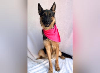 Fine - Hübsche Schäfer-Mix-Hündin sucht aktives Zuhause!