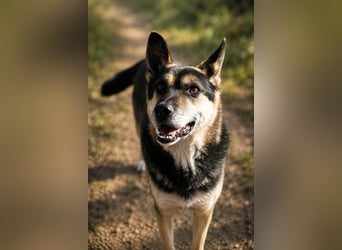 Roni - Treuer Senior mit großem Herzen wartet auf sein Happy End
