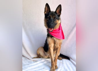 Fine - Hübsche Schäfer-Mix-Hündin sucht aktives Zuhause!