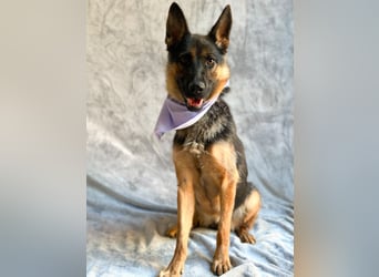 Fine - Hübsche Schäfer-Mix-Hündin sucht aktives Zuhause!