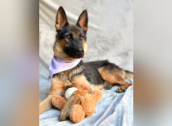 Fine - Hübsche Schäfer-Mix-Hündin sucht aktives Zuhause!