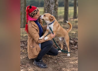 Baki - Freundlicher Hundejunge sucht aktive Menschen!