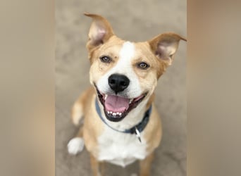 Baki - Freundlicher Hundejunge sucht aktive Menschen!