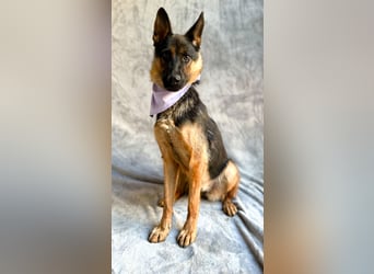 Fine - Hübsche Schäfer-Mix-Hündin sucht aktives Zuhause!