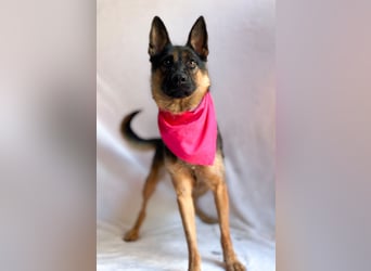 Fine - Hübsche Schäfer-Mix-Hündin sucht aktives Zuhause!