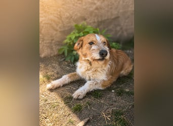 Dodo -  Sanfte Seele sucht Menschen mit Herz und Geduld!