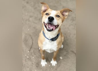 Baki - Freundlicher Hundejunge sucht aktive Menschen!