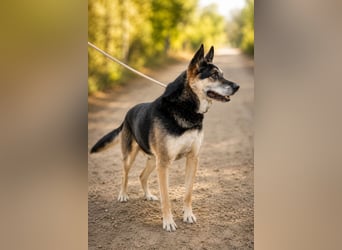 Roni - Treuer Senior mit großem Herzen wartet auf sein Happy End