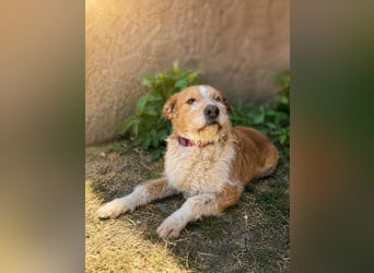 Dodo -  Sanfte Seele sucht Menschen mit Herz und Geduld!