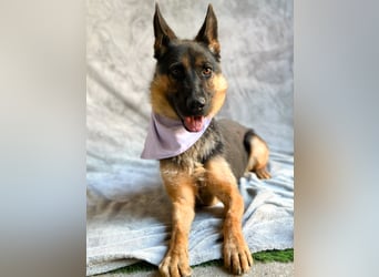 Fine - Hübsche Schäfer-Mix-Hündin sucht aktives Zuhause!
