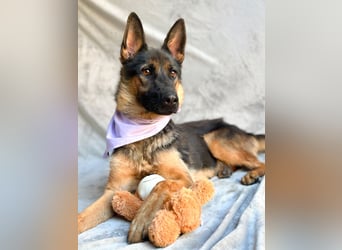 Fine - Hübsche Schäfer-Mix-Hündin sucht aktives Zuhause!