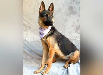 Fine - Hübsche Schäfer-Mix-Hündin sucht aktives Zuhause!