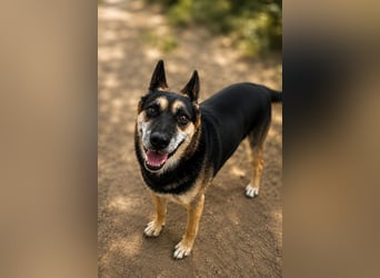 Roni - Treuer Senior mit großem Herzen wartet auf sein Happy End