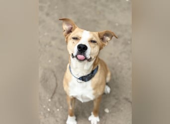 Baki - Freundlicher Hundejunge sucht aktive Menschen!