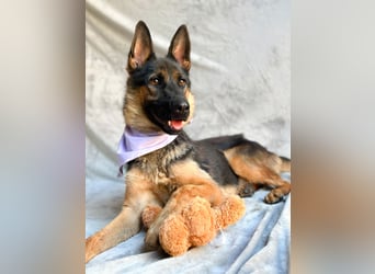 Fine - Hübsche Schäfer-Mix-Hündin sucht aktives Zuhause!