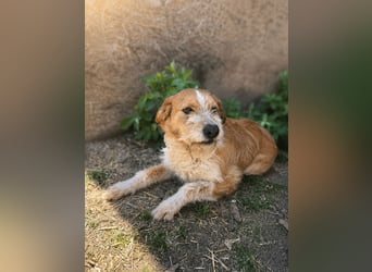 Dodo -  Sanfte Seele sucht Menschen mit Herz und Geduld!