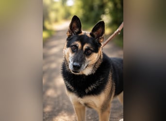 Roni - Treuer Senior mit großem Herzen wartet auf sein Happy End