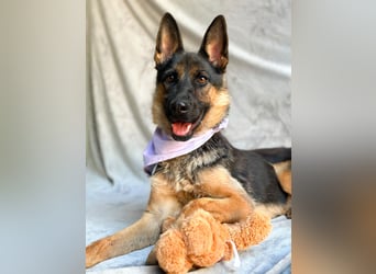 Fine - Hübsche Schäfer-Mix-Hündin sucht aktives Zuhause!