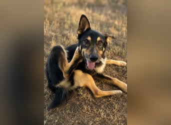 Mirko - Sanfter Senior sucht endlich sein Glück