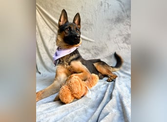Fine - Hübsche Schäfer-Mix-Hündin sucht aktives Zuhause!