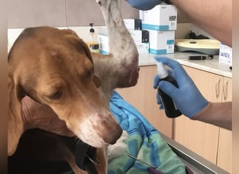 HERA, ein 3-Beinchen, aber eine ganz besondere Hündin