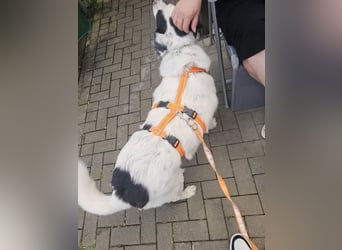 Leider sucht Rocky unverschuldet wieder