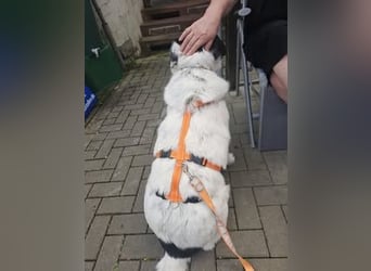Leider sucht Rocky unverschuldet wieder