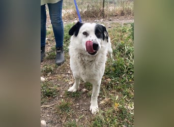 Leider sucht Rocky unverschuldet wieder