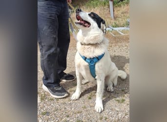 Leider sucht Rocky unverschuldet wieder
