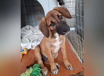 LOLA, eine wunderschöne stattliche Hündin