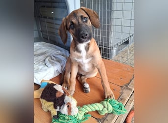 LOLA, eine wunderschöne stattliche Hündin