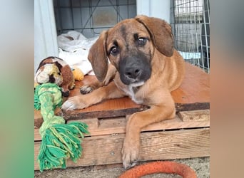 LOLA, eine wunderschöne stattliche Hündin