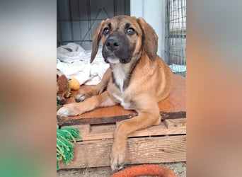 LOLA, eine wunderschöne stattliche Hündin