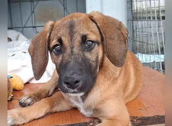 LOLA, eine wunderschöne stattliche Hündin